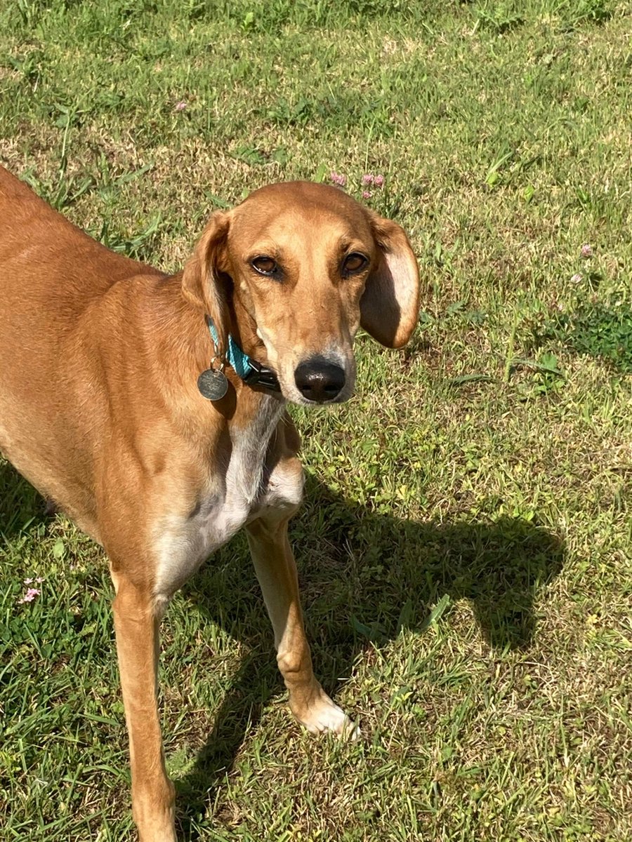 Raissa Devereux on Twitter "RT Penny2449 Prudie 2 yr old female