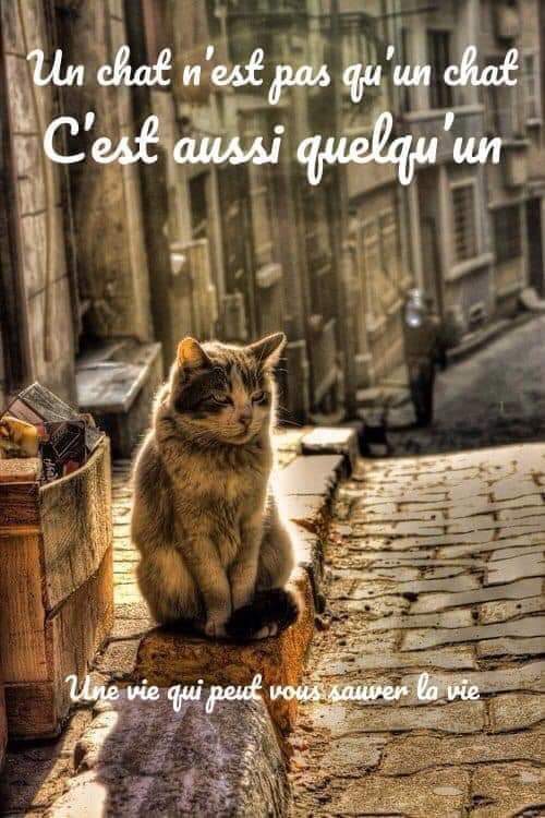 animaux_planete's tweet photo. Une vie qui peut vous sauvez la vie 🤍 https://t.co/4a2ZtPS0LF