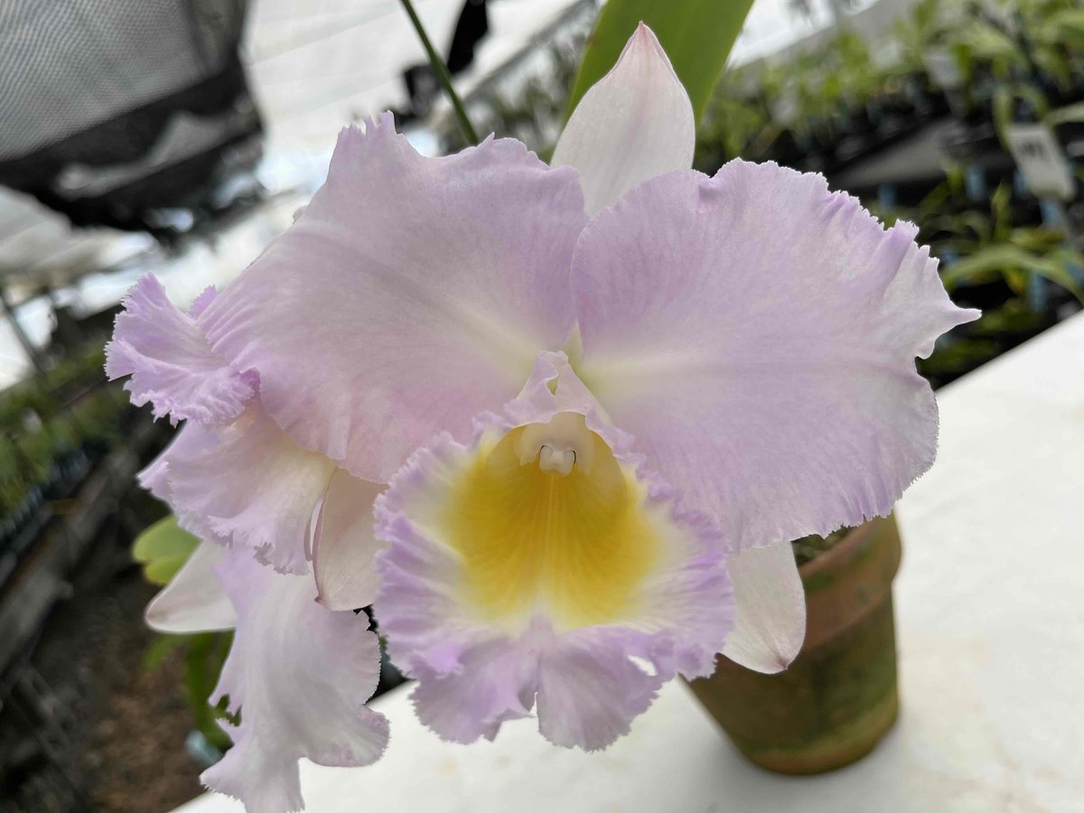 Eruchamu_plant's tweet photo. Rlc.Flower Knight (Rlc.Dal's Innocence×Rlc.Magic Colors)
申請が通り、花騎士の名のついたカトレアが無事完成しました！
FLOWER KNIGHT GIRLきっかけで洋ラン栽培して７年、オリジナル実生作りたいと思って６年、１つの形が実りました。
色んな植物を知るきっかけを作ってくれたこのゲームに感謝！ https://t.co/Rvyz2PwUDi