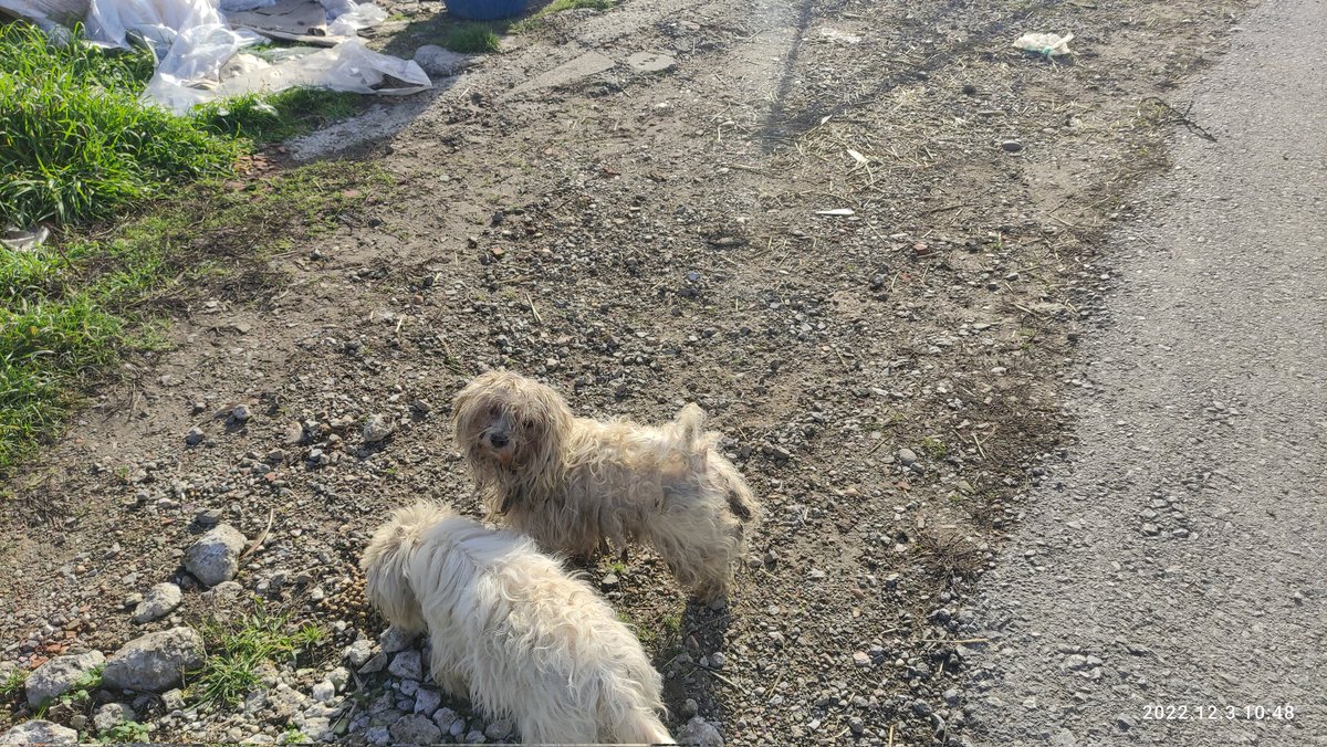 abakalov's tweet photo. Ako neko može i želi da spase ovo malo čupavo u Zrenjaninu Bagljaš, na kanalu se nalazi. Tuga da neko može da izbaci ovakvog psića, bilo ih je dvoje letos izgleda da sad ima samo jedan, ućeban, smrznut i tužan ali čini se prkosan, nadam se da će ga neko možda želeti? https://t.co/xU1fB7wnid