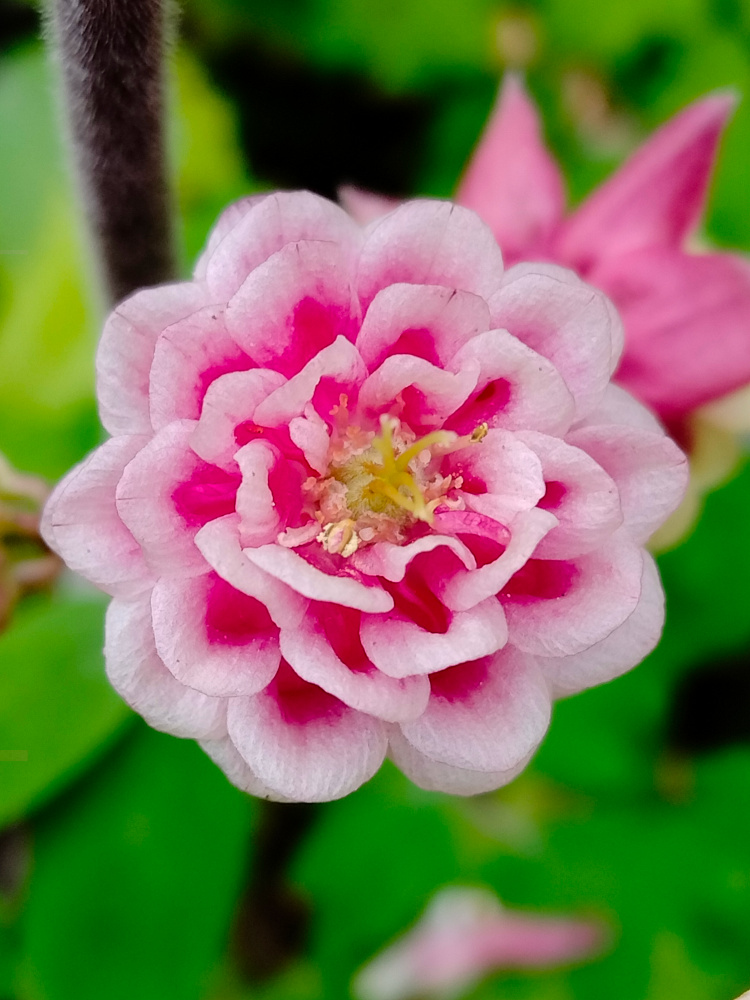 砂糖でできたお菓子のような花。/ Flowers like candy made of sugar.  
#オダマキ
#ガーデン
#ガーデンデザイナー
#庭づくり
#レンガの庭
#Columbine
#Pinkpetticoat
#Gardendesigner
#DIYGarden
#DIY
#イングリッシュガーデン
#Englishgarden
#オープンガーデン
#Opengarden
gardensweets.blog.fc2.com/blog-entry-112…