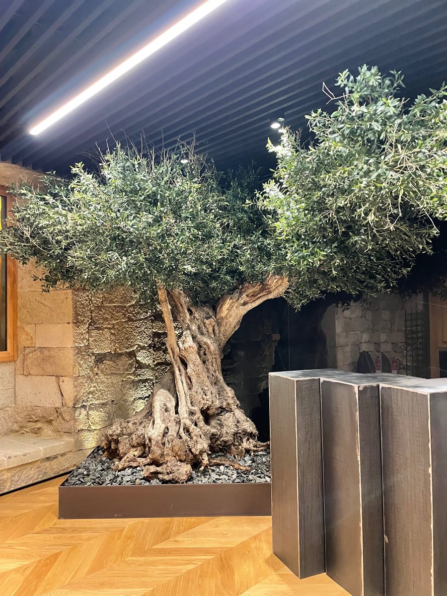 Uno de los proyectos de los que más orgullosos podemos estar, un lugar histórico en pleno Casco Vello de Vigo gracias al increíble diseño de @aromeropaisajismo

Muchas gracias por haber confiado en nosotros 💖
<a href="/palacio_laoliva/">Palacio de la Oliva</a>