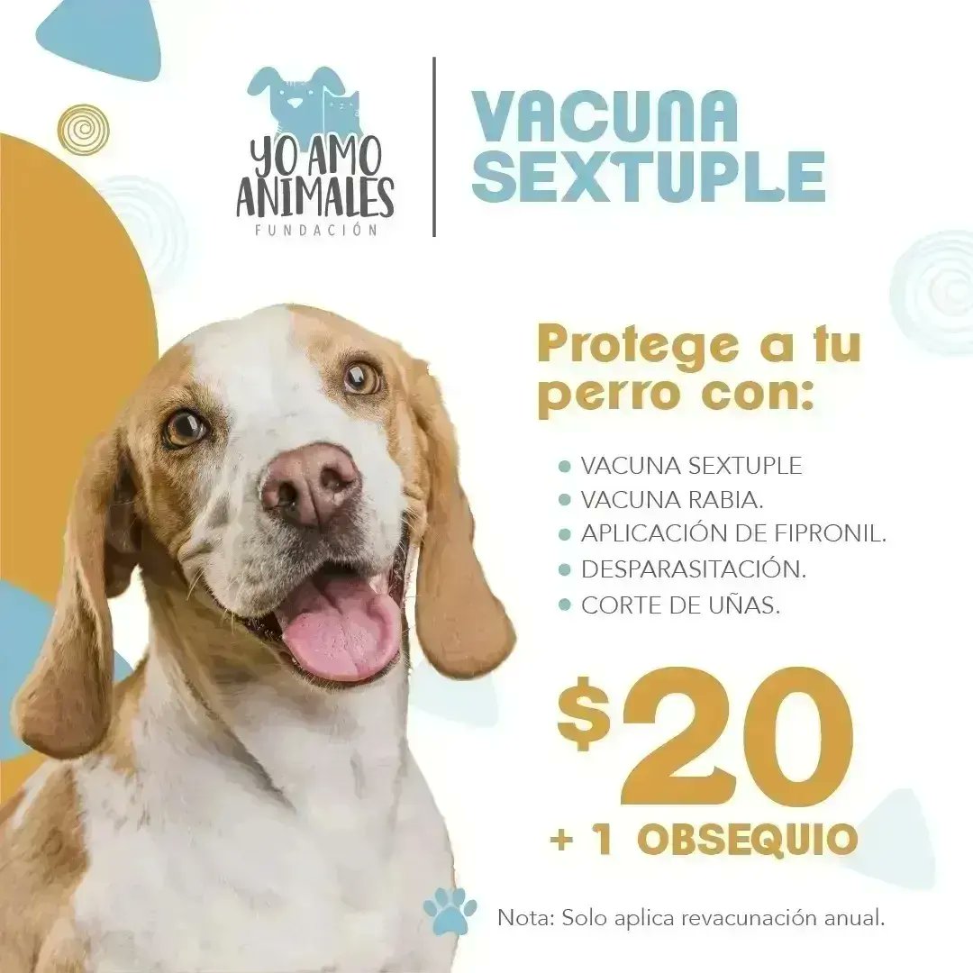 Yo Amo Animales tweet media