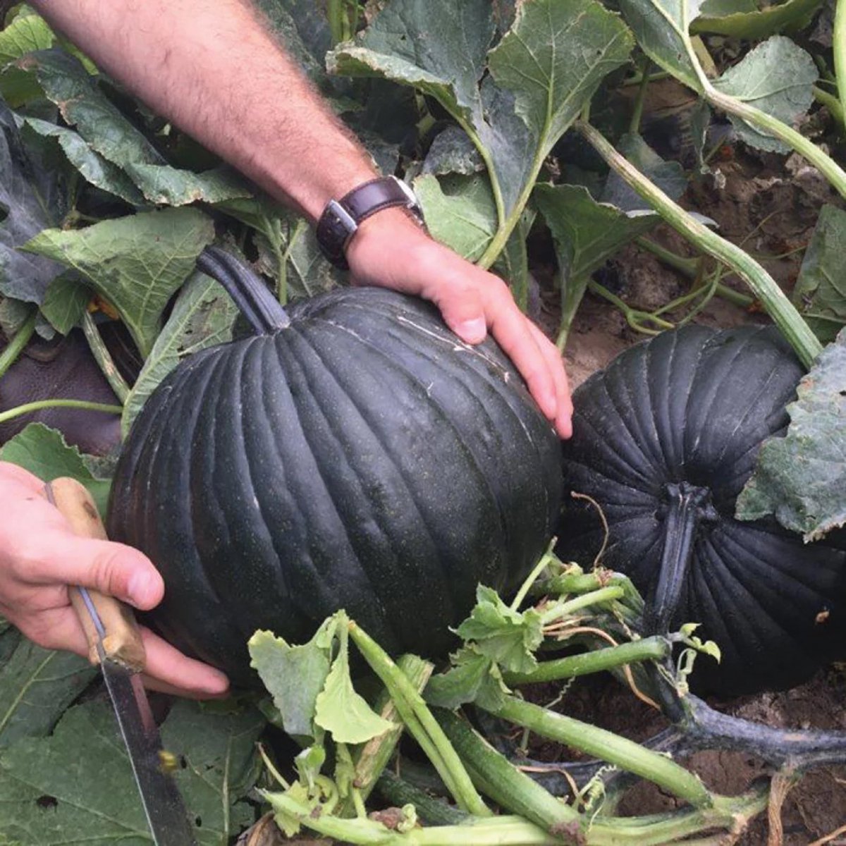 Dark Knight #PumpkinSeeds Gourd 🎃
#NonGMO #Heirloom Vegetable for planting Fancy Decor (RARE) New Black #BlackPumpkin #Seeds #DarkKnight 
etsy.com/listing/129106…
@vidman