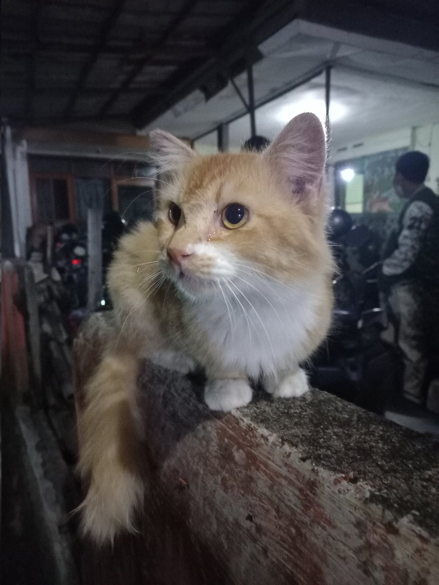 uhuyyyay's tweet photo. @kochengfs Inii lgi di bc tbatba ada kucengg aslinya kumel tapi emg ganteng !! https://t.co/5GWYO6qtiQ