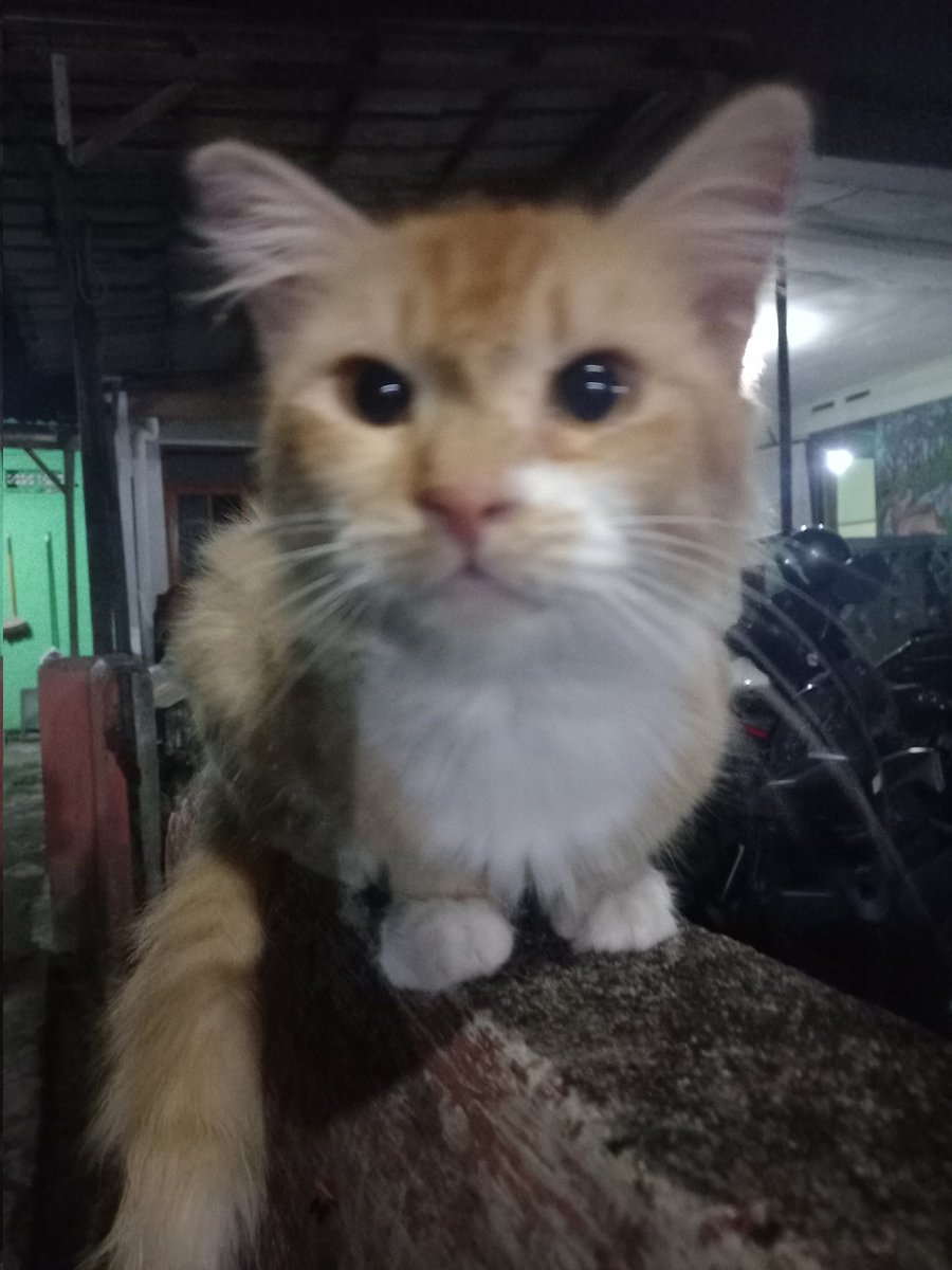 uhuyyyay's tweet photo. @kochengfs Inii lgi di bc tbatba ada kucengg aslinya kumel tapi emg ganteng !! https://t.co/5GWYO6qtiQ