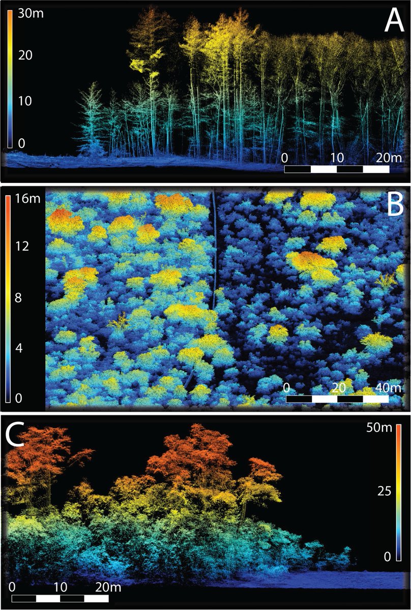Are more diverse plant communities more structurally complex? 

It's a simple question, but surprisingly hard to test. Complexity is good for lots of ecosystems functions and is a common metric of restoration success. But can we achieve it simply by increasing plant diversity?