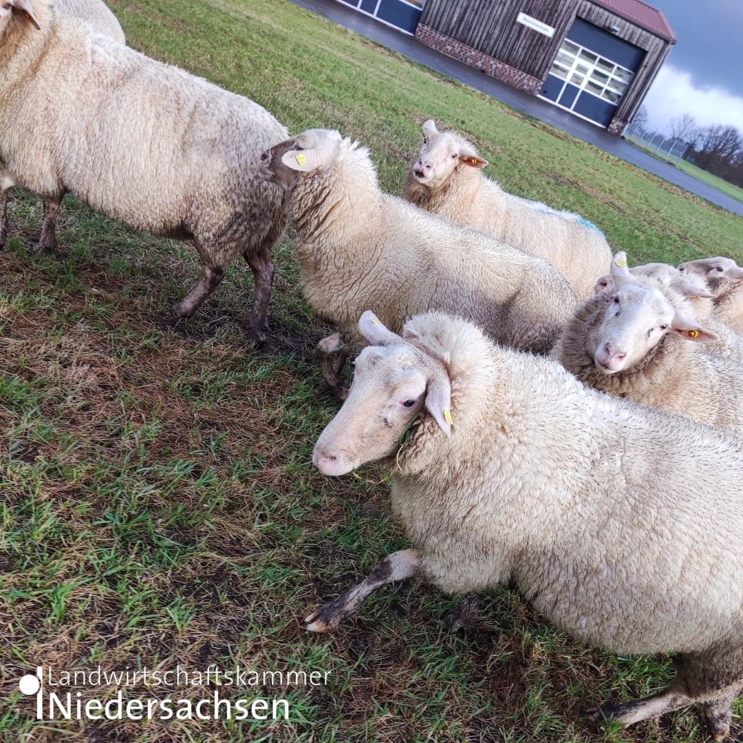 lwknds's tweet photo. Vergangene Woche sind unsere #Schafe vom LBZ #Echem von der Weide in den Stall umgezogen, denn bald beginnt die #Lammzeit. ❤️🐑
Wir sind sehr gespannt und freuen uns darauf. 🤩
Aber nicht nur unsere Schafe sind nun im Stall, auch unsere #Ziegen stehen jetzt im Warmen. 🐐🤗 https://t.co/p1AQ8wCoCc