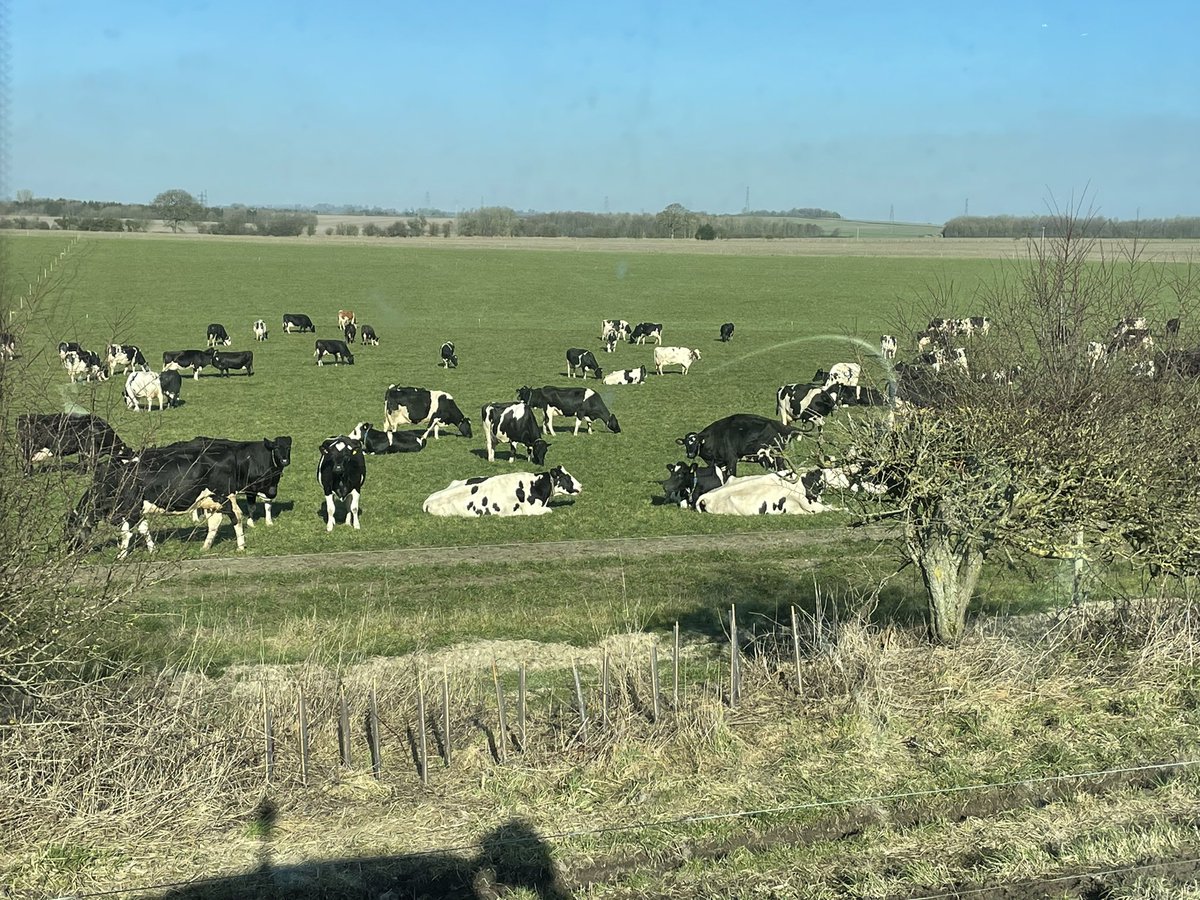 mdpencil1's tweet photo. Happy cows enjoying the sun on there backs #freerangefarming https://t.co/inC49ebMyd
