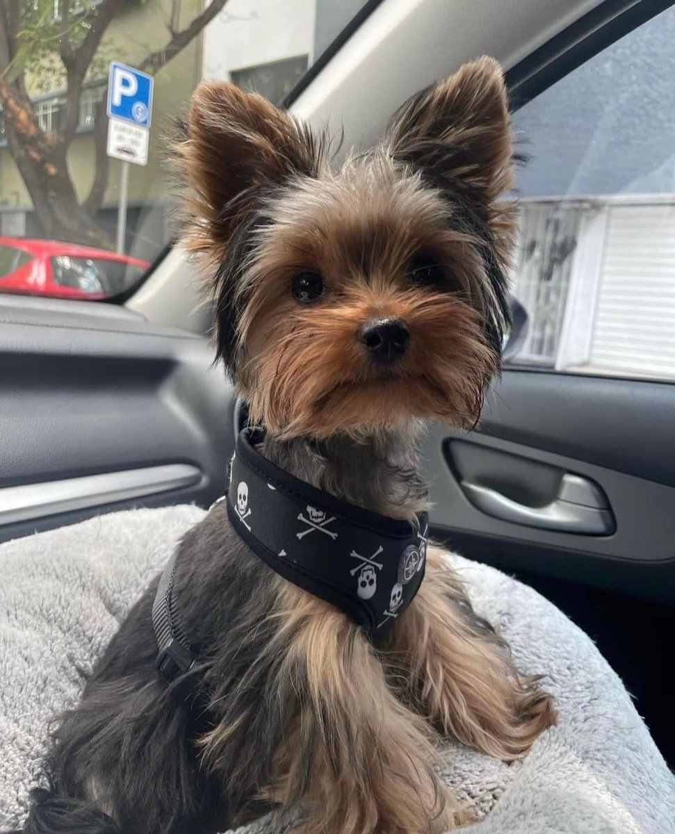 SimosSakis's tweet photo. Cutie 🥰 https://t.co/bdHoEWQTdl
