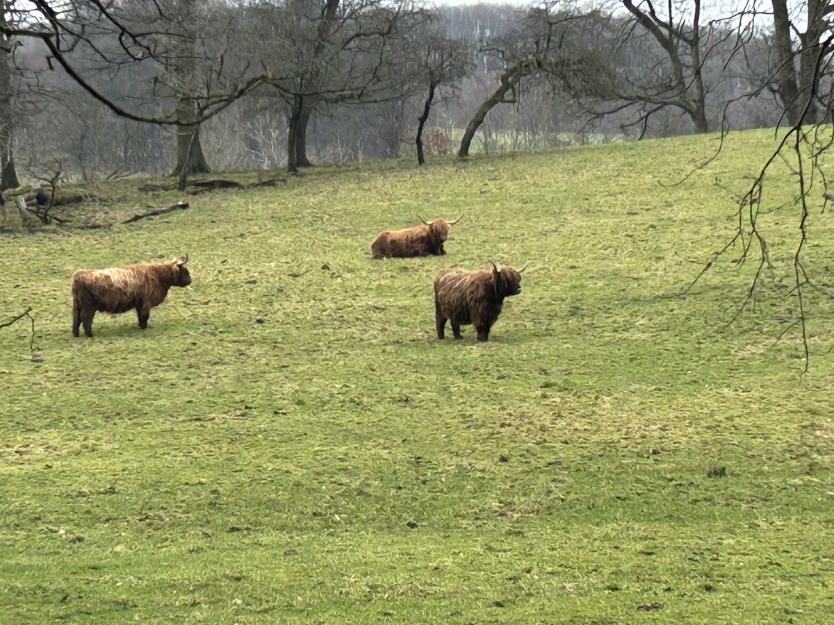 What’s a visit to pollock park without seeing the highland coos #pollockpark #highlandcows