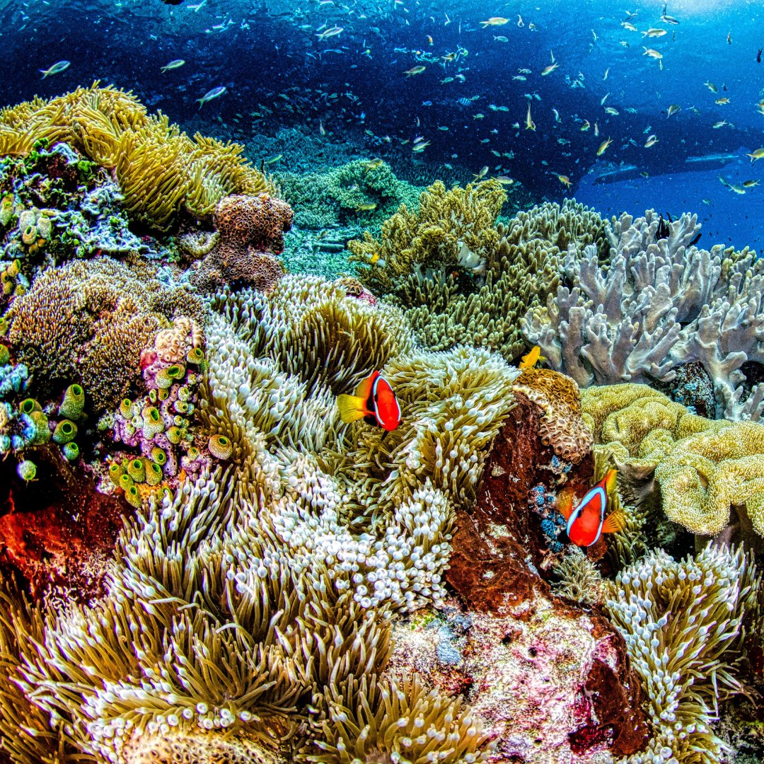 G20 CORDAP tweet media