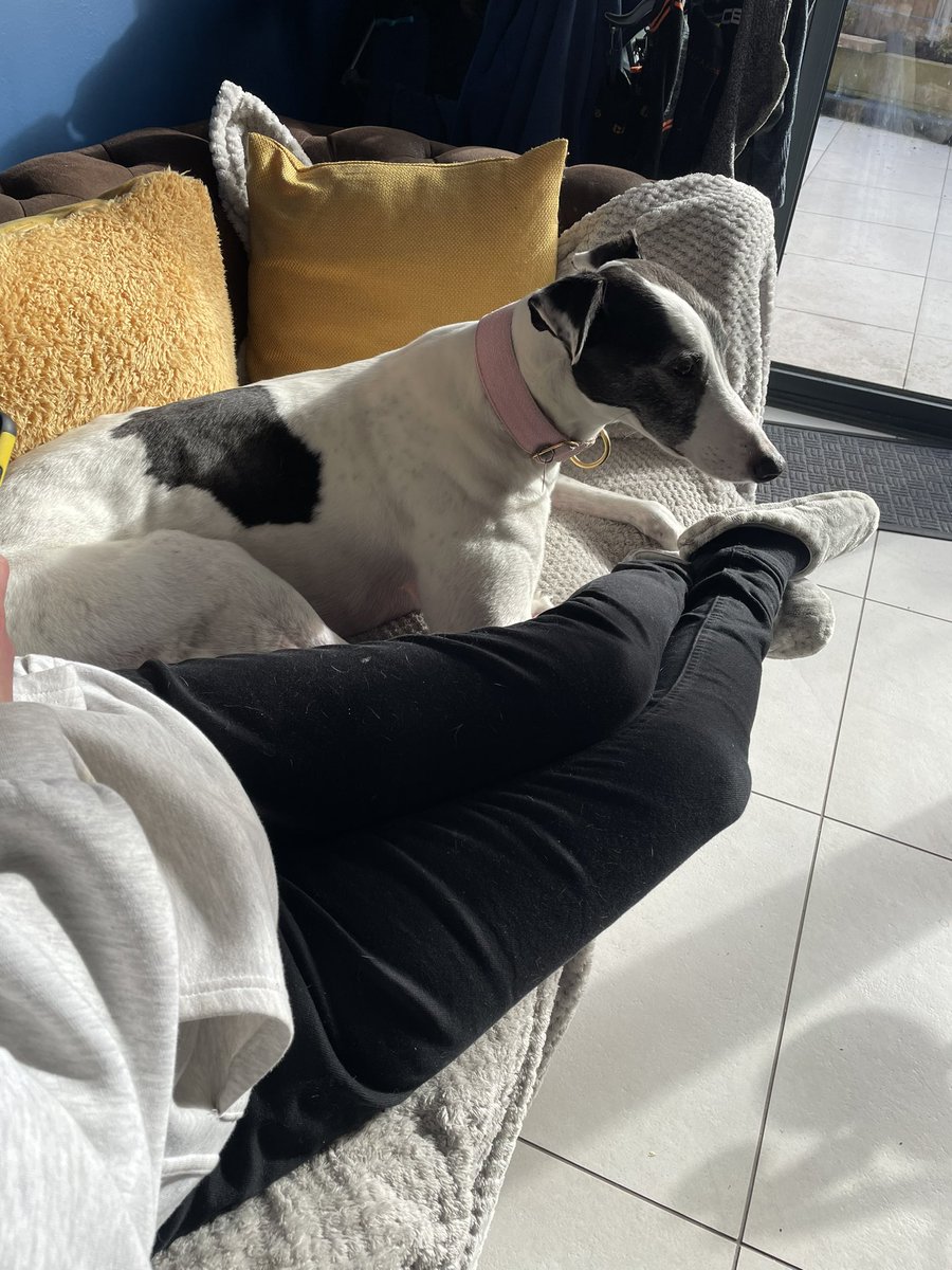 GreyhoundMaisie's tweet photo. Your home early dad 😬 #sofasurfer https://t.co/5ZeIphHuis