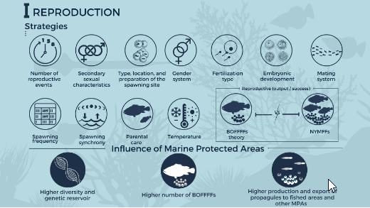 RFBFisheries's tweet photo. Published [Review]📢The influence of #marine #protected #areas on the patterns and processes in the life cycle of #reef #fishes

Read at https://t.co/77vaueQyVe

#Recruitment #Settlement https://t.co/P7LfTqSbjo
