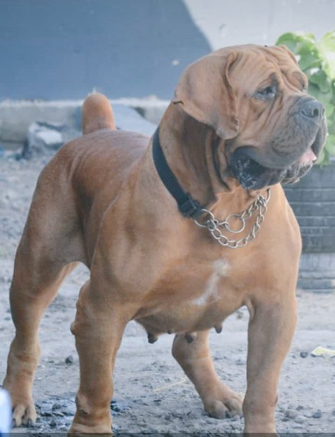 mdenyo254's tweet image. Did you know a house isn't a home without a dog? Now that you know DM to get one.