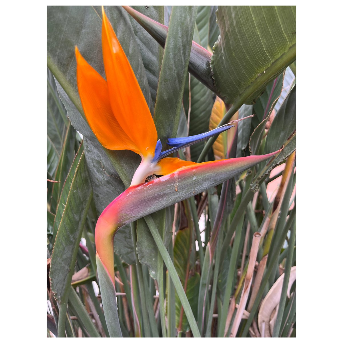 MEandBlue's tweet photo. Each time I go to #Florida, I am in awe of the natural beauty.  As I kid, I lived there as a pre teen til after college &amp; didn’t pay much attention to the pretty flowers &amp; foliage around me.  I guess I took it all for granted.
#artcollector
#ooak
#birdofparadise 
#originalart https://t.co/jQFRZXBXLZ