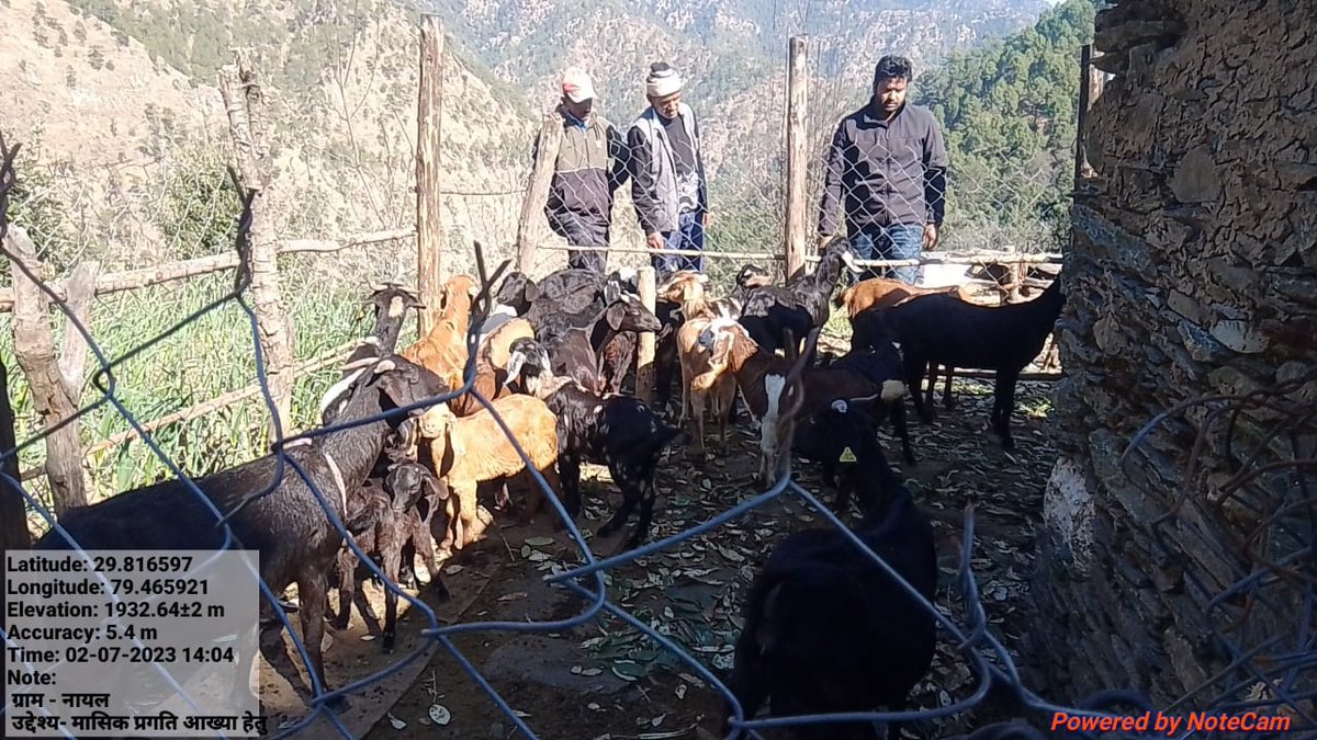 FIUALM_USGCF's tweet photo. उत्तराखंड राज्य समेकित सहकारी विकास परियोजना के अंतर्गत क्षेत्रीय क्रियान्वयन इकाई अल्मोड़ा के टीम लीडर /पशु चिकित्सक डॉ रोहित प्रभात द्वारा परियोजना से जुड़े लाभार्थियों की बकरियों का निरीक्षण  किया गया। 
@basava_ias

@aviddn

@mdusgcf

@SANJAYK47559742

@UswdbCeo

@pashudhanUK https://t.co/pj2iFeurpx
