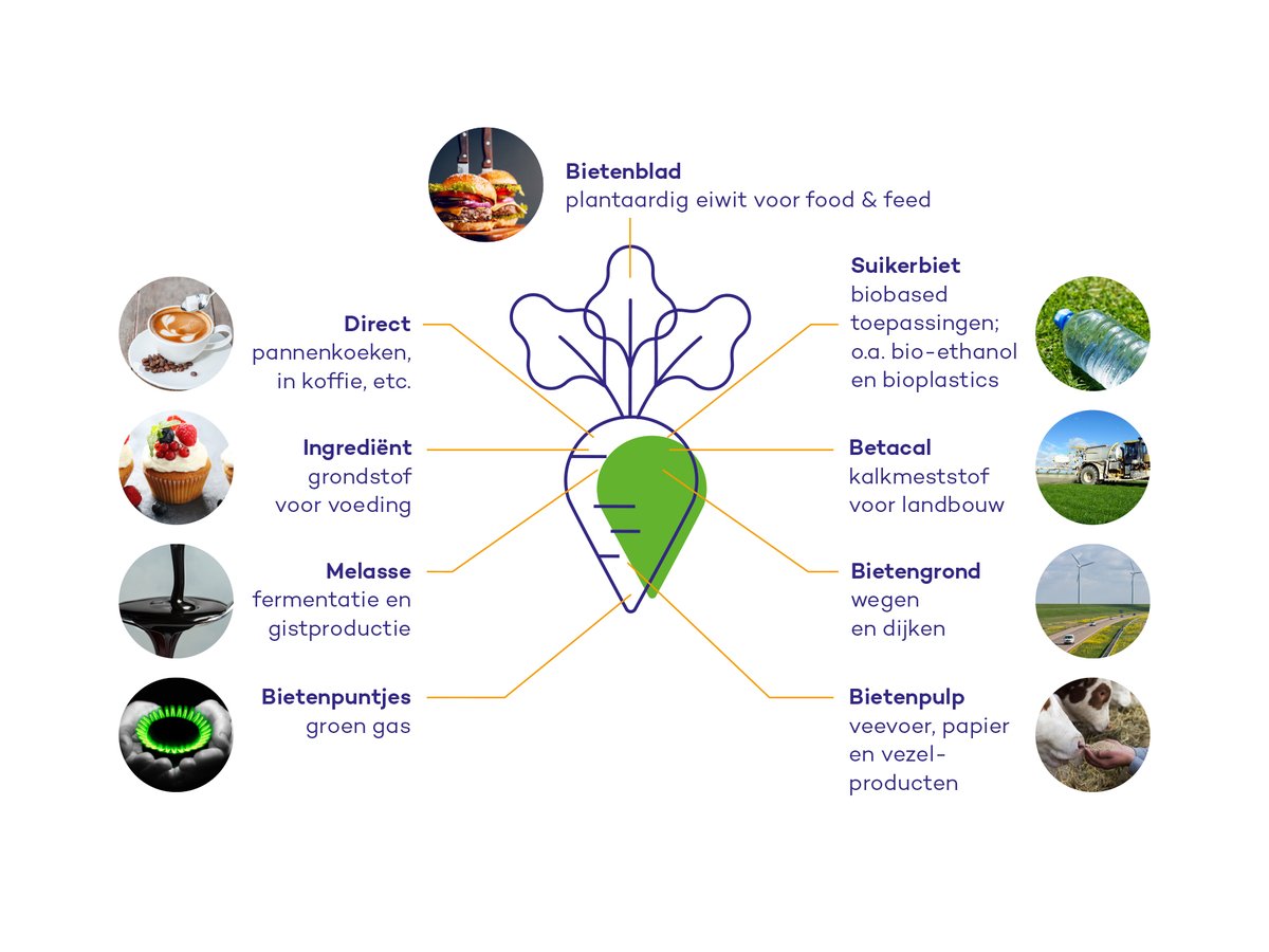 Het is de Week van de #circulaireeconomie. Wist jij dat suikerbieten 100% circulair zijn? Alle componenten worden benut. Zo produceren we groen gas uit diverse zijstromen, en wordt van pulp verdikkingsmiddel voor verzorgingsproducten gemaakt. bit.ly/3wR48rR