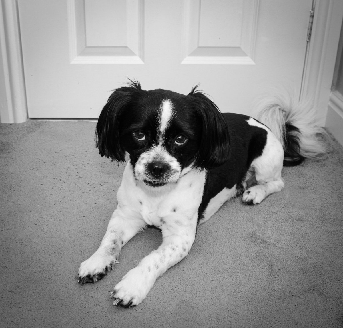 xLauraEdwardsx's tweet photo. @Tilly95156835  was supposed to post on their birthday but forgot to post 🤦🏻‍♀️🤦🏻‍♀️Happy 6th birthday to all fergus’ brothers and sister. https://t.co/VKC6vl8yFN