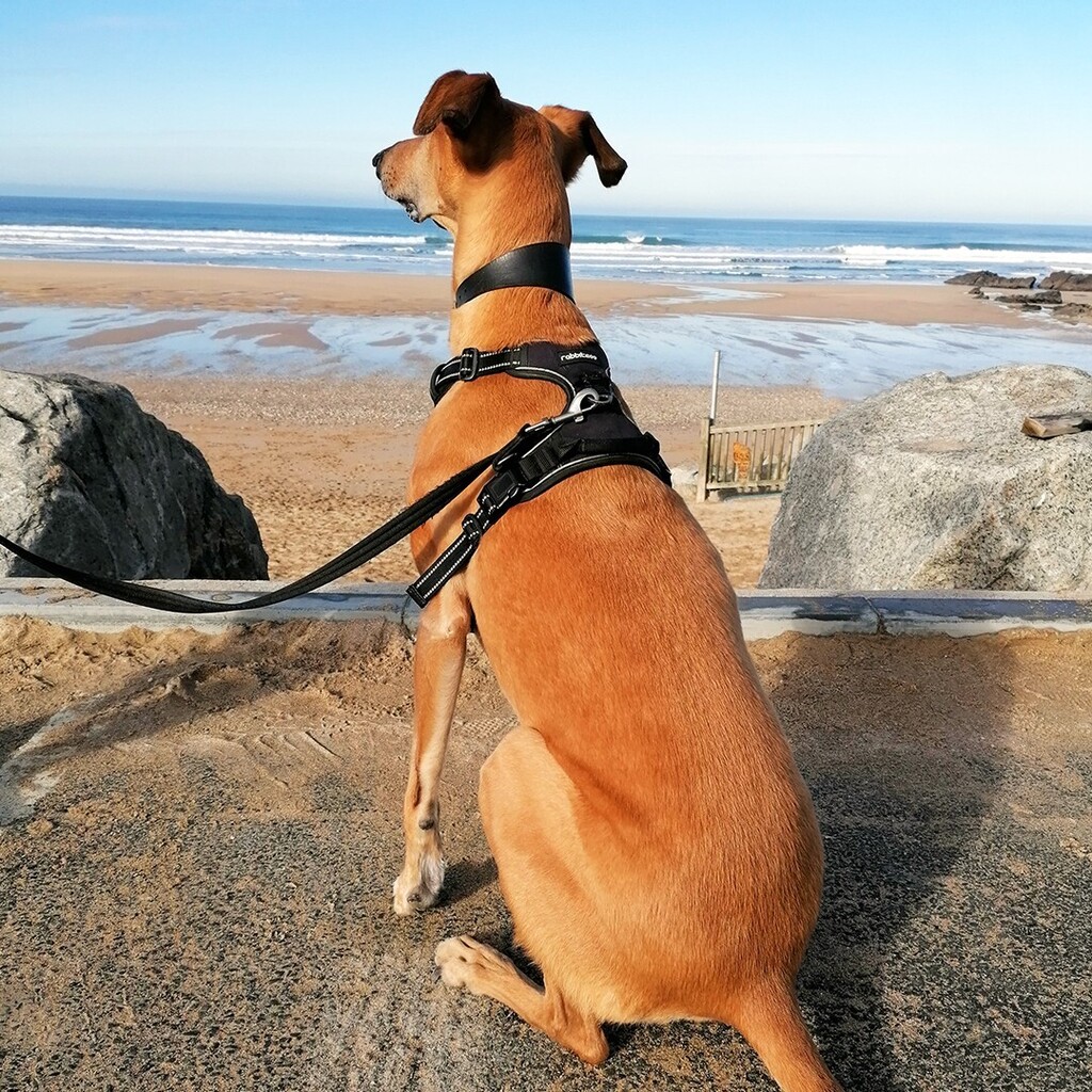 Checking out Fistral Beach! 🌊☀️🐶 #lurcher #dogsofinstagram #dog #lurcherlove #lurcherlife #lurchers #rescuedog #rescuedogsofinstagram #sighthoundsofinstagram #sighthound #doglife #instadog #instadogs #longdog #petsofinstagram #pets #petsofinsta #cute… instagr.am/p/CoXLVP0IigP/