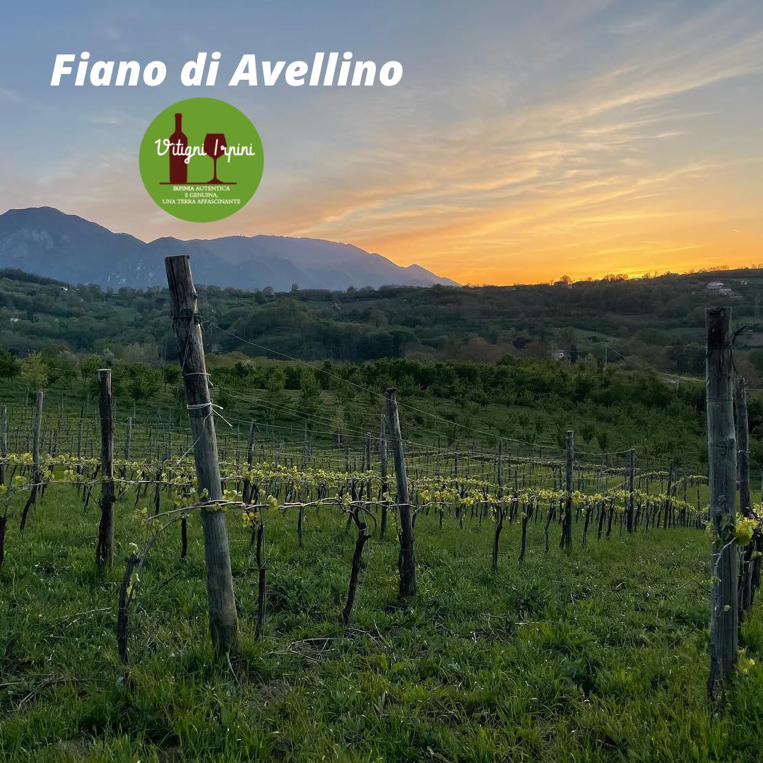 Con le nostre esperienze scopri i comuni del Fiano di Avellino, i processi lavorativi in vigna e in cantina, conosci e degusti con il produttore vitigniirpini.com

#vitigniirpini #beviirpino #fianodiavellino #enoturismo #winetour #winelover #winelovers #wineloversitaly