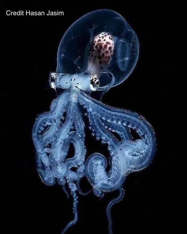 Domenico on Twitter "RT AvatarDomy This is an unbelievable creature