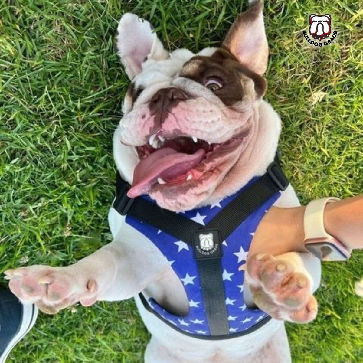 BulldogGrade's tweet photo. Happy Tongue-Out Tuesday! 🐾🐶🐾

#tongueouttuesday #bulldogtongues #bulldoggrade #bulldogharness https://t.co/RCEPeHI4Iw