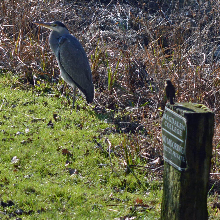 magdalenoxford's tweet photo. 🎶Everybody loves the sunshine🎶

#grumpyheron and a robin stop for a moment to enjoy the warm winter sun in the Fellows' Garden https://t.co/wG5PFt0HEM