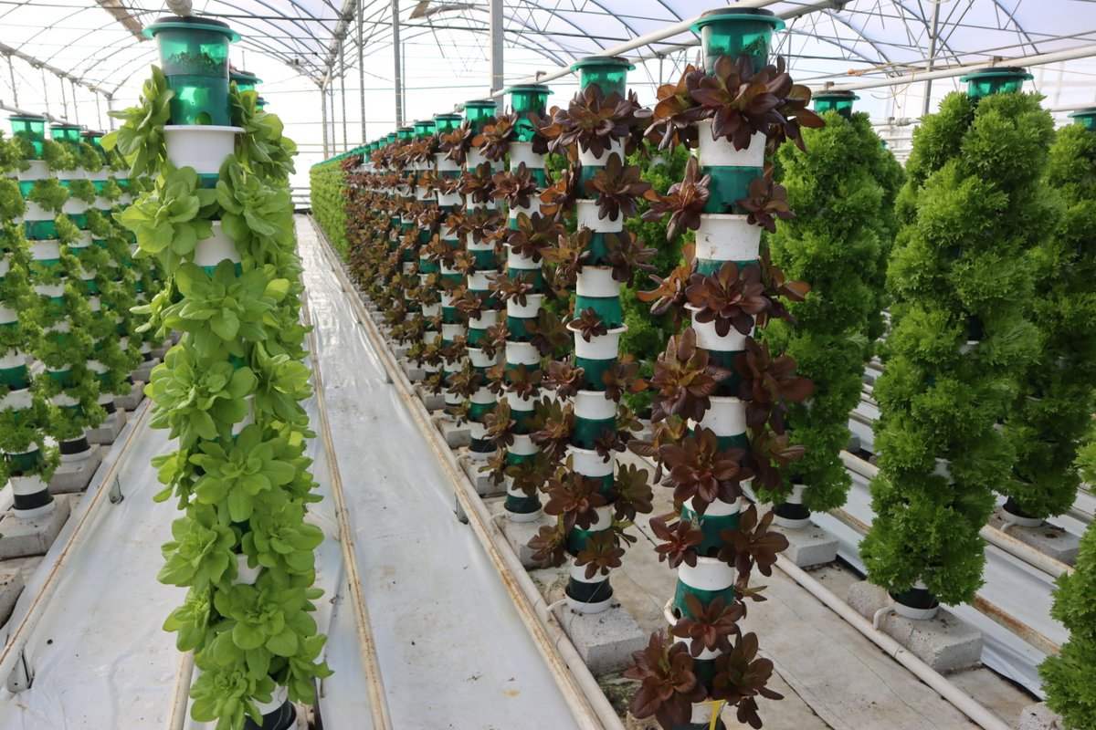 Rob Lillywhite (@robdlillywhite) on Twitter photo Inspiring visit to <a href="/Valefresco/">Valefresco</a> to see their vertical growing system for lettuce. Very impressive stuff and serious yield capacity. Thanks Nick. Inspiring visit to <a href="/Valefresco/">Valefresco</a> to see their vertical growing system for lettuce. Very impressive stuff and serious yield capacity. Thanks Nick.