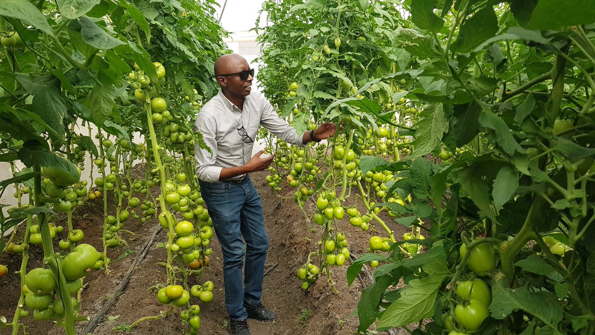 MachaGituku's tweet photo. Koppert #IPM in practice at Latia @AgribusinessSol. #PartnersWithNature #WeWorkForGrowers https://t.co/x2cLKsDBOB