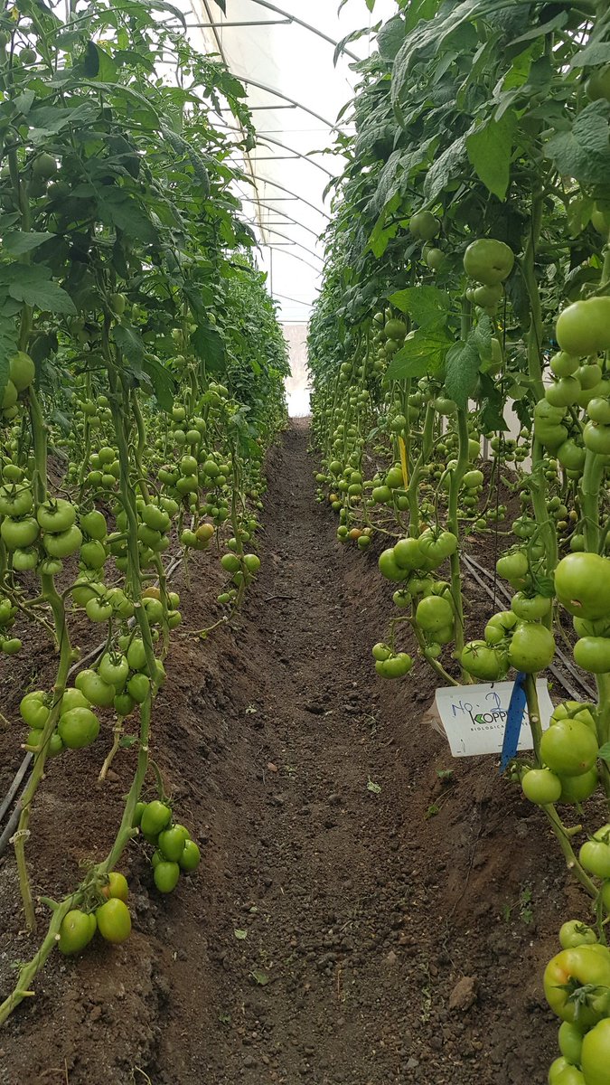 MachaGituku's tweet photo. Koppert #IPM in practice at Latia @AgribusinessSol. #PartnersWithNature #WeWorkForGrowers https://t.co/x2cLKsDBOB