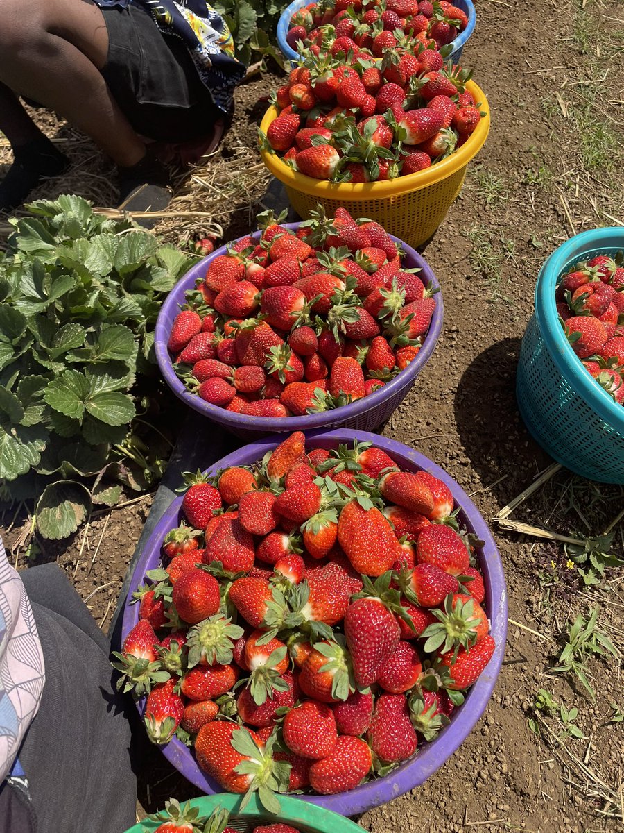 lois_bewaran's tweet photo. We still have strawberries and other vegetables for sale. Delivery to Lagos, Abuja, Minna, and Kaduna is available. Please send us a message to place your orders.
08068192816, 07030176313
#agroerrands https://t.co/6cjAEO34Ik