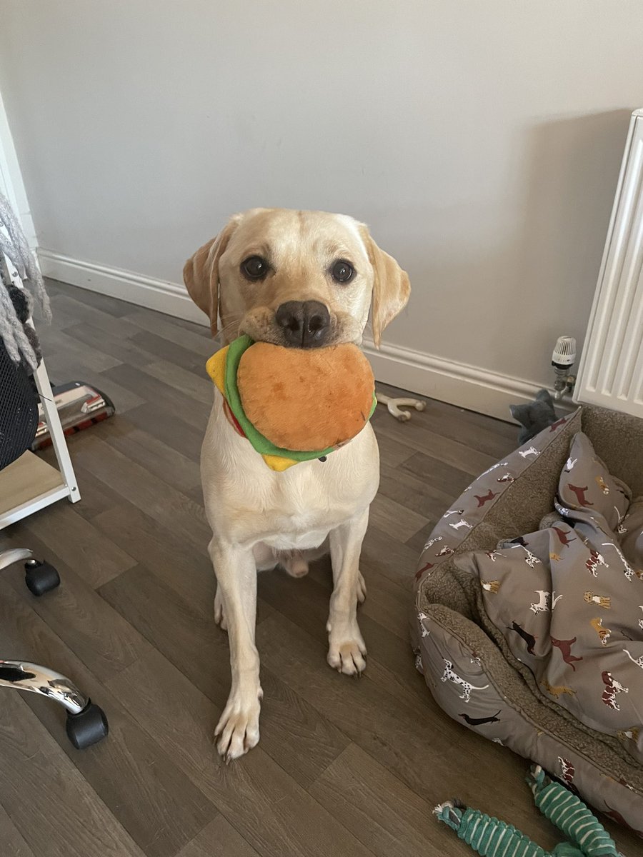 Yeah there’s Google’s new AI-powered features in SERPs and experimental conversational AI service, but there’s also a Colin with a toy burger 🍔💛