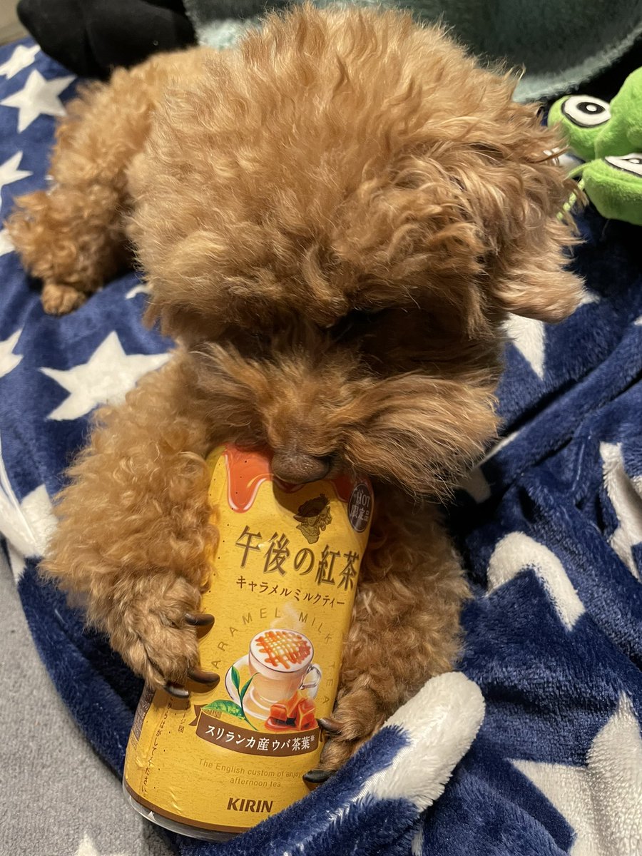 fuuta__ponta's tweet photo. うまうまッス☕️🫖🐶 
#午後の紅茶 
#キャラメルミルクティー
#トイプードル 
#ふーたです https://t.co/TiCcZnDZ5p