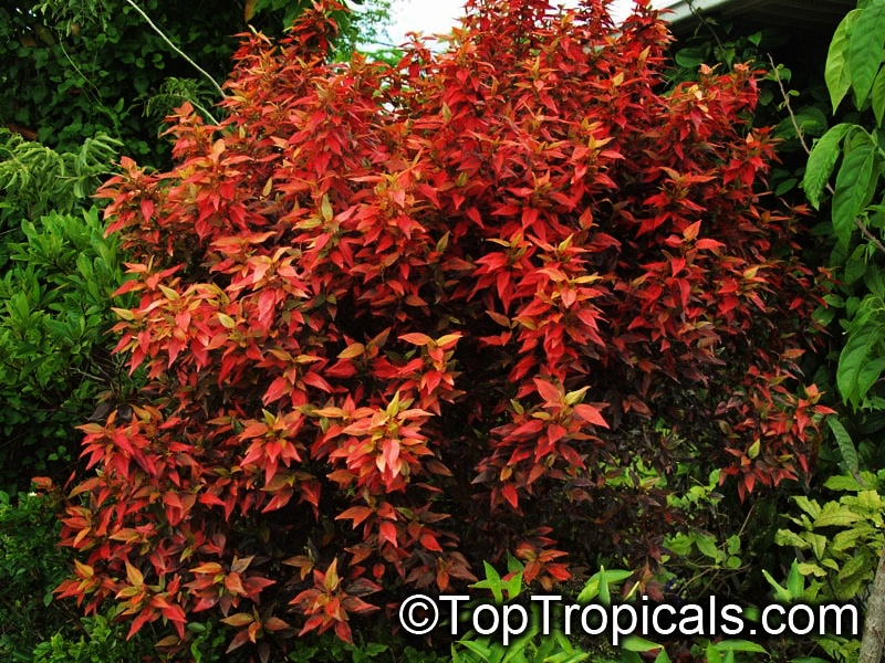 toptropicals's tweet image. #Acalypha Inferno - Flame Copper Leaf is #newhybrid with amazing rainbow of colors - bright red-orange-yellow-peach-green. This shrub provides year-round color in your landscaping in full sun location.
toptropicals.com/store/item/557…
#beautifulfoliage
#ornamentalplants
#TuesdayTreat