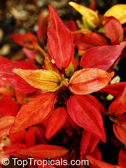 toptropicals's tweet image. #Acalypha Inferno - Flame Copper Leaf is #newhybrid with amazing rainbow of colors - bright red-orange-yellow-peach-green. This shrub provides year-round color in your landscaping in full sun location.
toptropicals.com/store/item/557…
#beautifulfoliage
#ornamentalplants
#TuesdayTreat