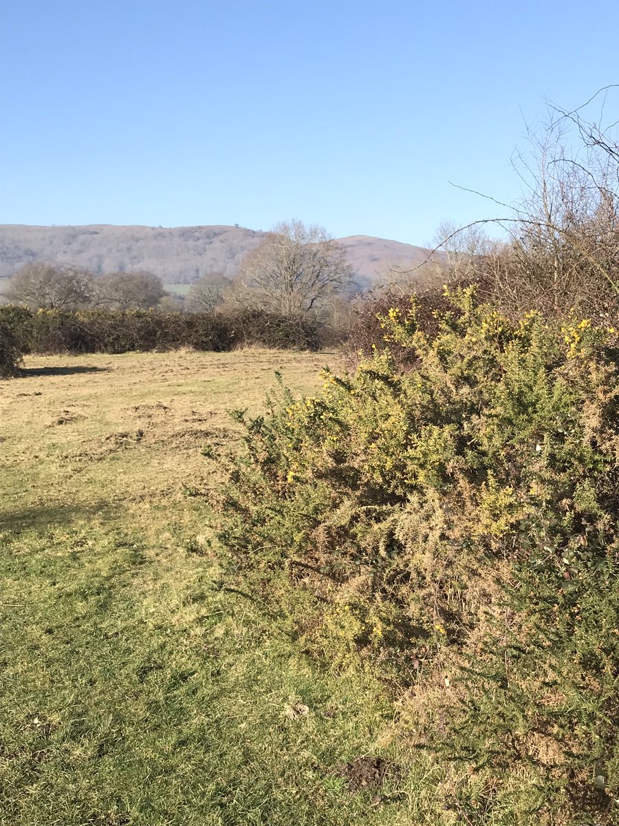DuncanWestbury's tweet photo. A lovely morning spent mapping #ScrubPatches at Castlemorton Common (Malvern) with our students. #EnvManSus #WorcesterUni @MalvHillsTrust @Worldwidevillan https://t.co/ql6Td1ofBi