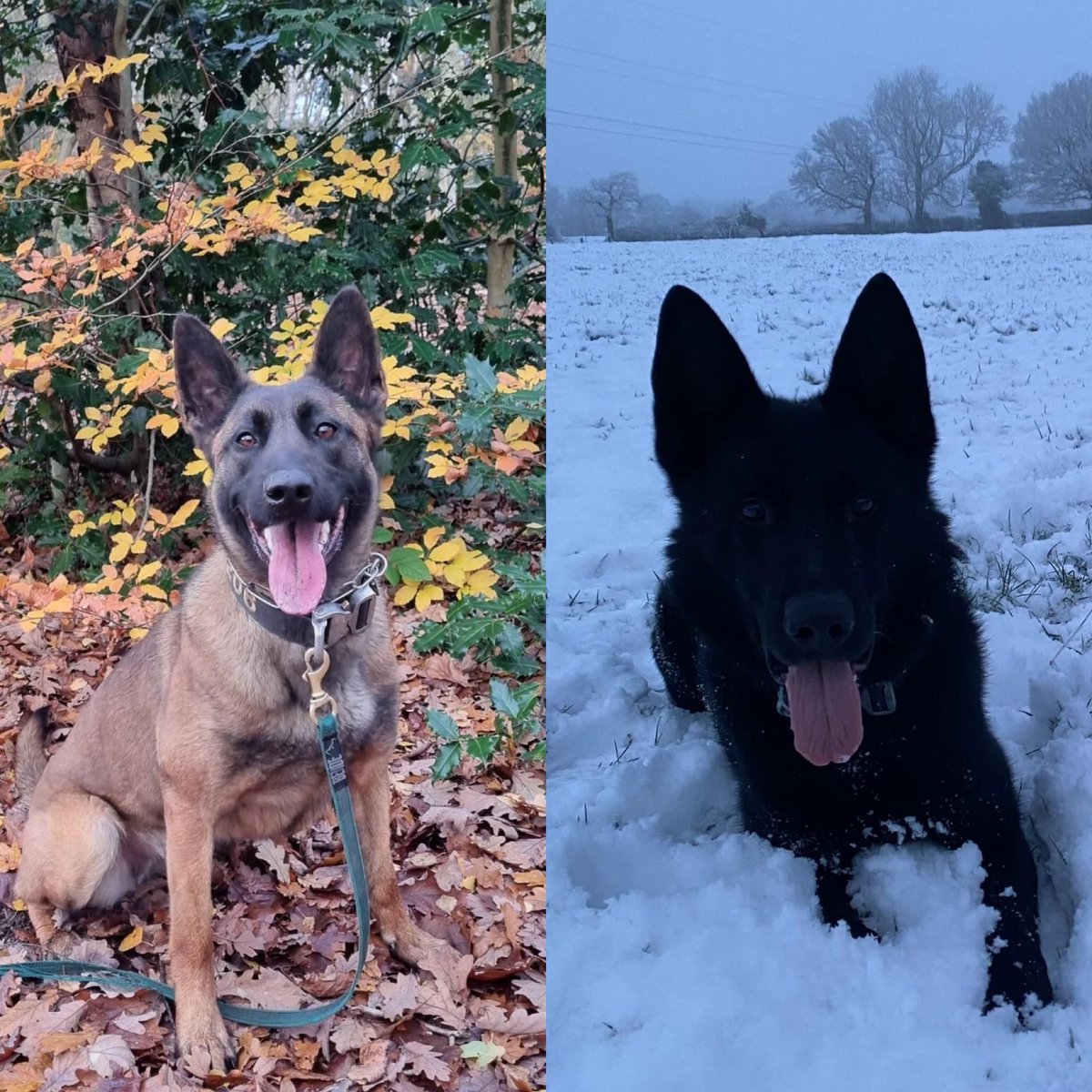 ChNWPoliceDogs's tweet photo. “Throw a dog a bone”…or “throw a dog stolen property”…PD Jax &amp; PD Zeus were on hand last night to find various items of stolen property which suspects discarded from a vehicle during a pursuit! 

#BlueTeam #Teamwork https://t.co/S4O5HS2fHJ