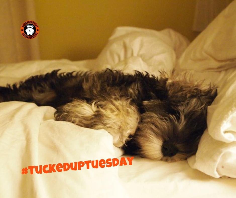 SchnauzerfestUK's tweet photo. We all love #TongueOutTuesday but it’s cold, it’s February, it’s time for #TuckedUpTuesday 😁 

Let’s see yours, tag us 👍
#schnauzerfestuk #Schnauzerfest #SchnauzerGang #CuddlyDogs #winterdogs #WinterSchnauzers #chillydays https://t.co/ufL1fnWZjW