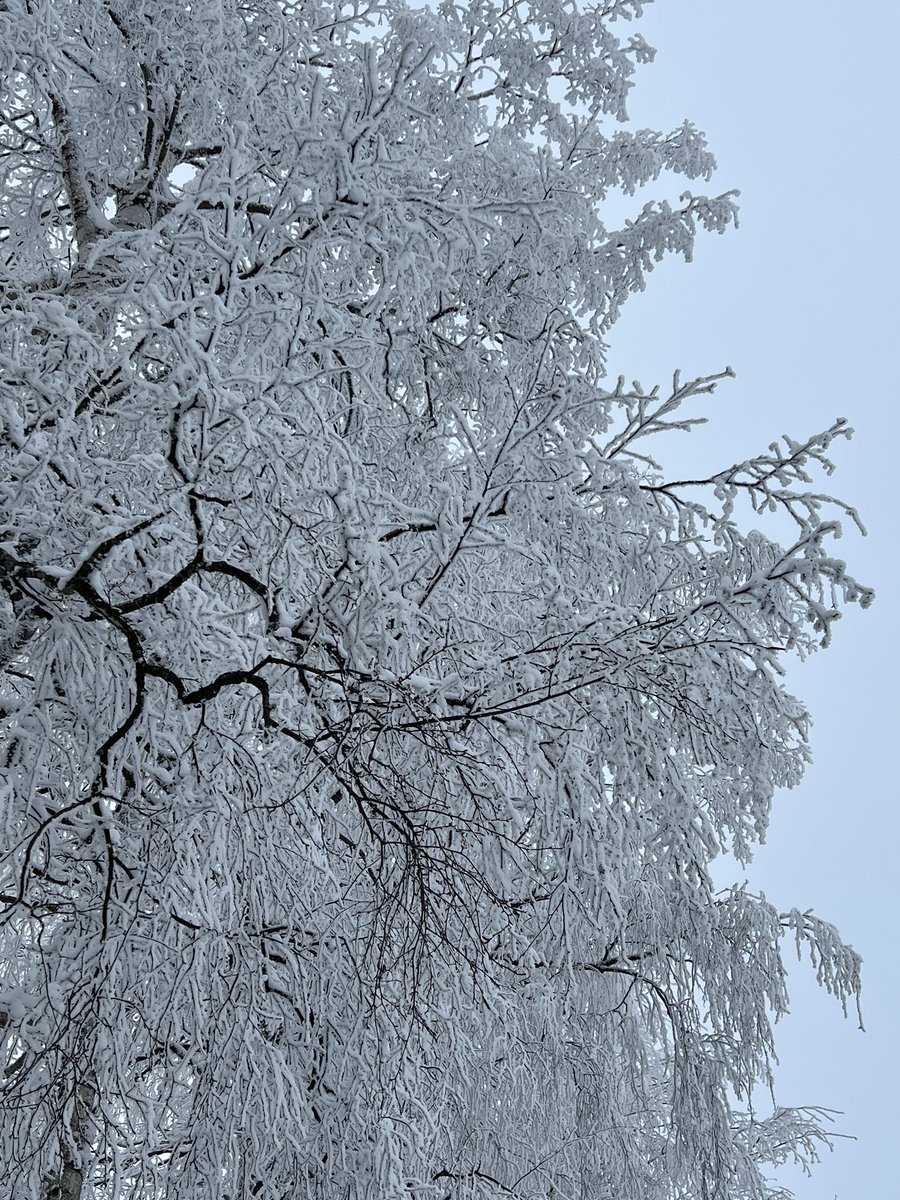 fizzdz's tweet photo. schneewald irl @wowgreat https://t.co/OIc8s3Z9zT