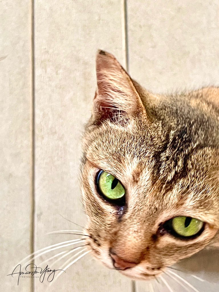 Boss Cat 👨🏻‍💼🐈👁️

<a href="/BossCatRC/">Boss Cat Rocket Club</a> #islandbosscat #greeneyes #lfg #