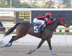Haras La Orlyana tweet media