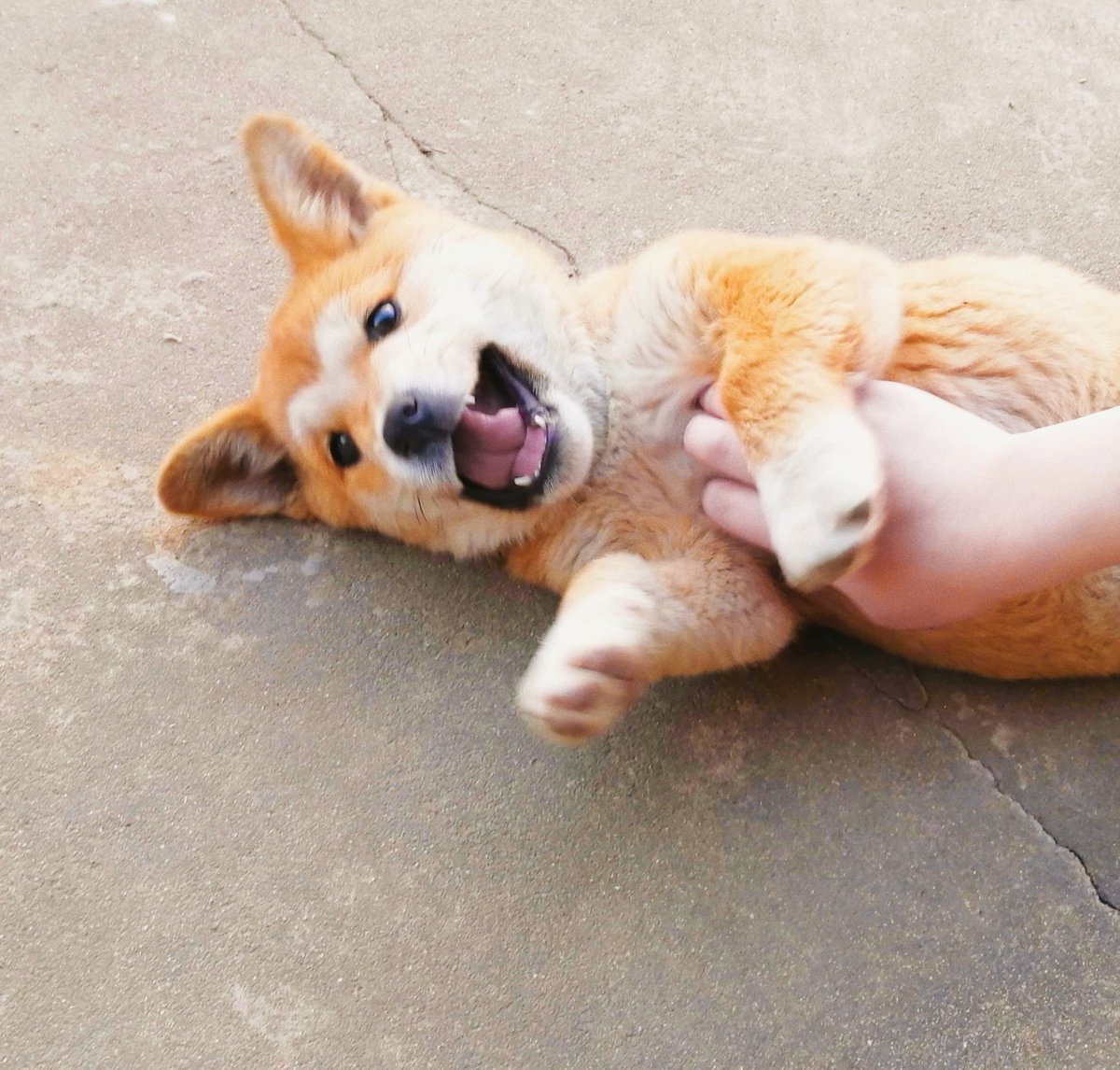 ni08615772's tweet photo. 思念小狗🐕😭😭😭😭😭😭😭好想rua它啊 https://t.co/K8K7siaM1O