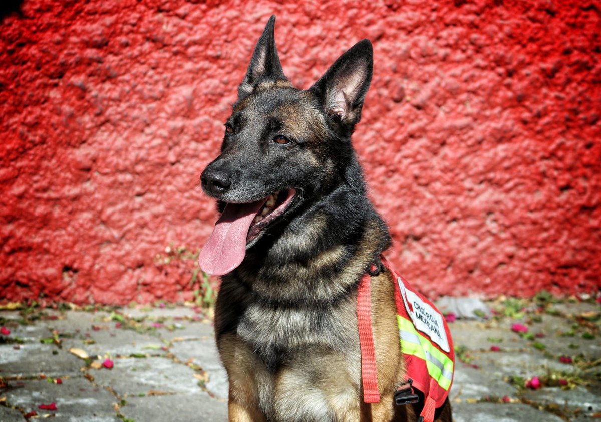 Adela_Micha's tweet photo. #Importante 🔴

Ellos son los binomios caninos 🇲🇽 que viajan a #Turquia en apoyo a las víctimas, todos especialistas en búsqueda y rescate: 

 🐾Balam
🐕Orly
🐶July
🐕‍🦺Rex https://t.co/9SAM5kqstM