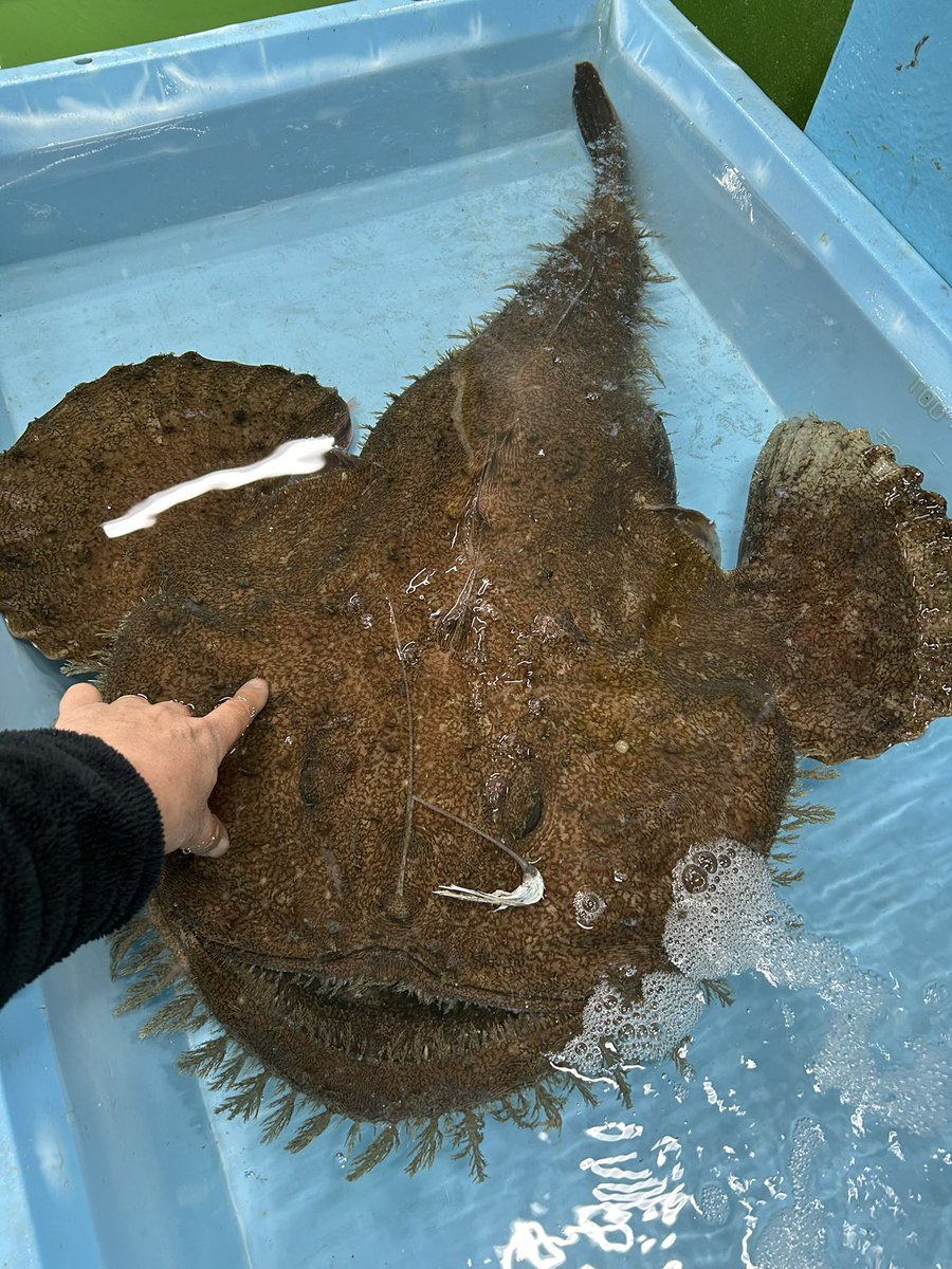三浦の定置網に入ったキアンコウ