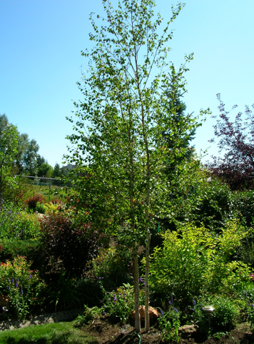 SustainableCSI's tweet photo. The tree on your property is not just benefiting you, but it's benefiting your neighbors as well. That is an amazing benefit that you can have and share it with the community, as it absorbs carbon dioxide from the air and storing it in its wood.
#csisustainability https://t.co/JGe5s4JURu
