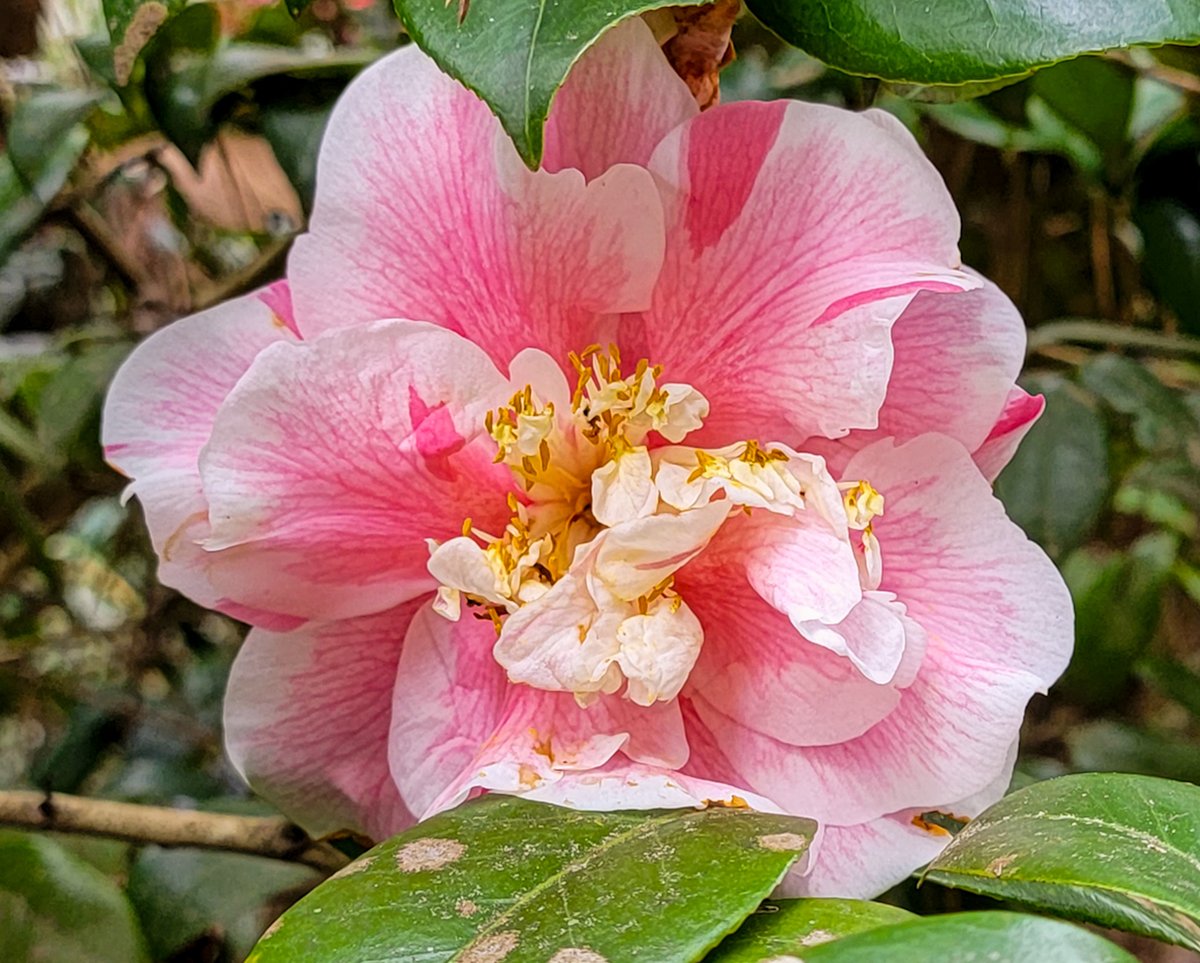 calgriffin's tweet photo. I found these like hidden Easter Eggs in a secret garden. I had a lot of fun...hope that you enjoy! Hidden Treasures of the Lowcountry
#lowcountry #lowcountryliving #allcountryrealestate #calgriffin #weknowwalterboro https://t.co/2DTyvlSIAo