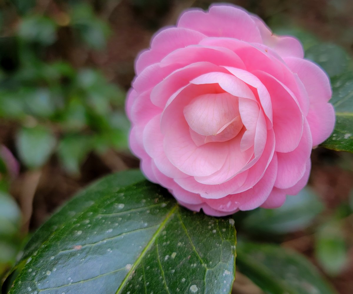 calgriffin's tweet photo. I found these like hidden Easter Eggs in a secret garden. I had a lot of fun...hope that you enjoy! Hidden Treasures of the Lowcountry
#lowcountry #lowcountryliving #allcountryrealestate #calgriffin #weknowwalterboro https://t.co/2DTyvlSIAo