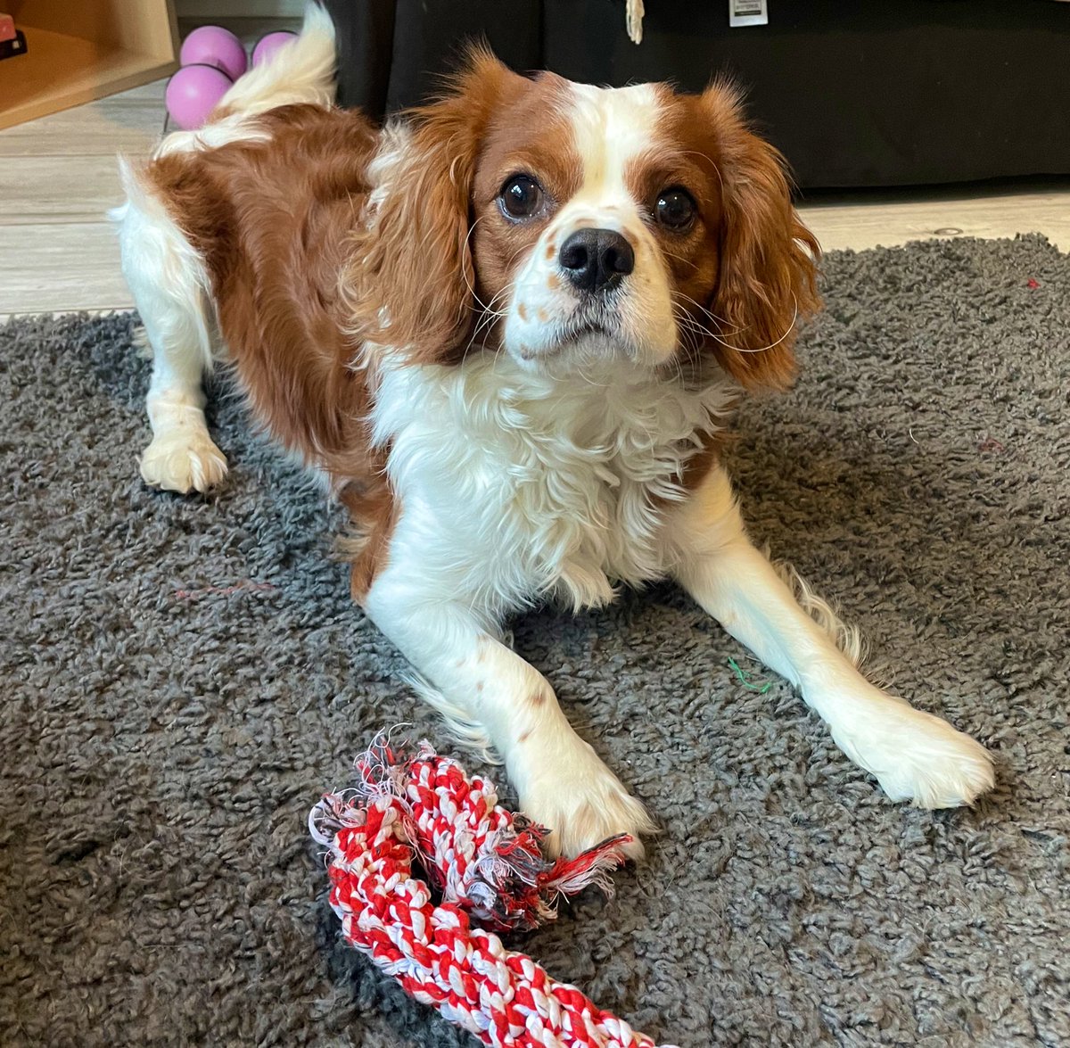 play with me 🧸 

#cavalier #cavalierkingcharles #cavpack #dog #dogsoftwitter