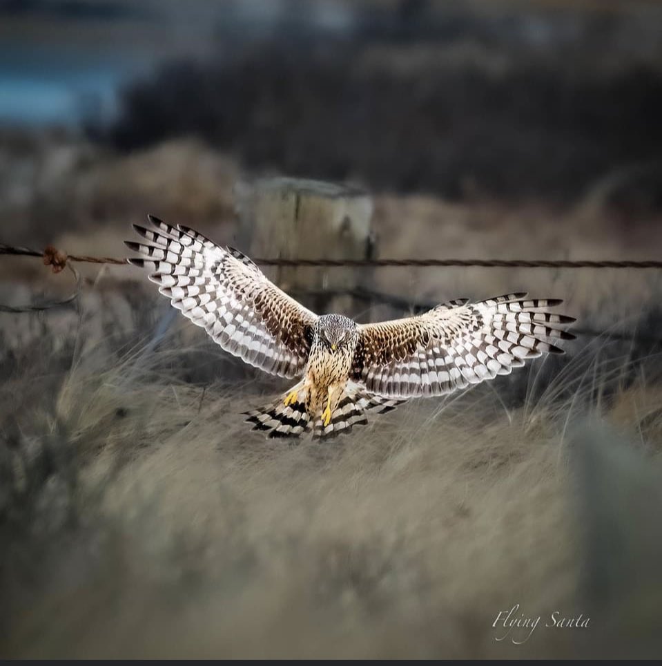 pianoman7373's tweet image. This photo by Flying Santa Photography is fantastic, showing this gentle landing Norther Harrier. This song was inspired by the grace these birds use to touch down.  on.soundcloud.com/L3Gw6BAyC9rvJe… — #easylistening #softmusic #pianomusic #listen #music #relaxing #elevatormusic  #piano